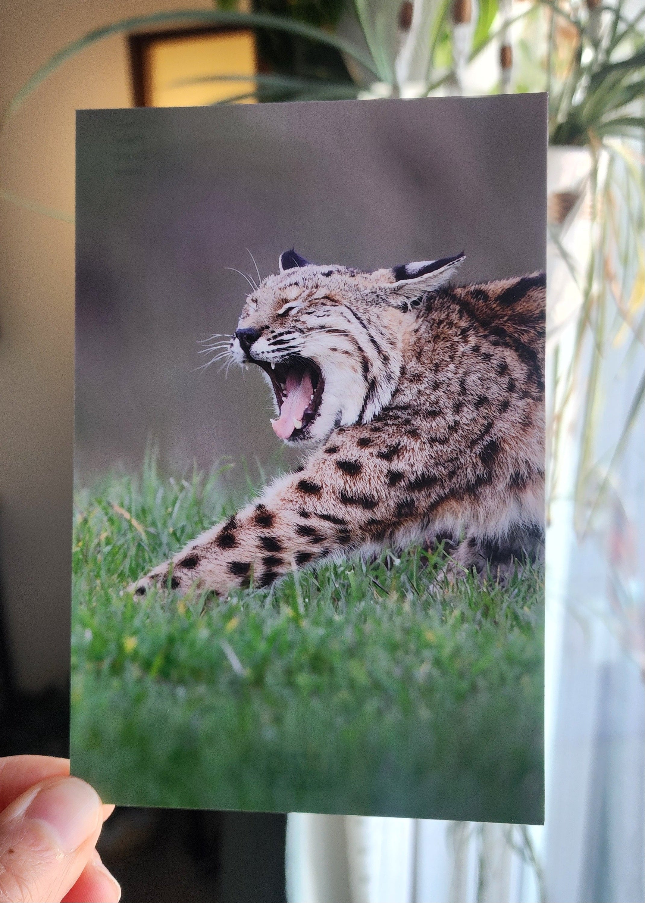 Hand holding a card with a photo of a yawning bobcat in front of a blurred background