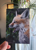Red Fox Kit Postcard