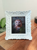 Barn Owl Mini Print