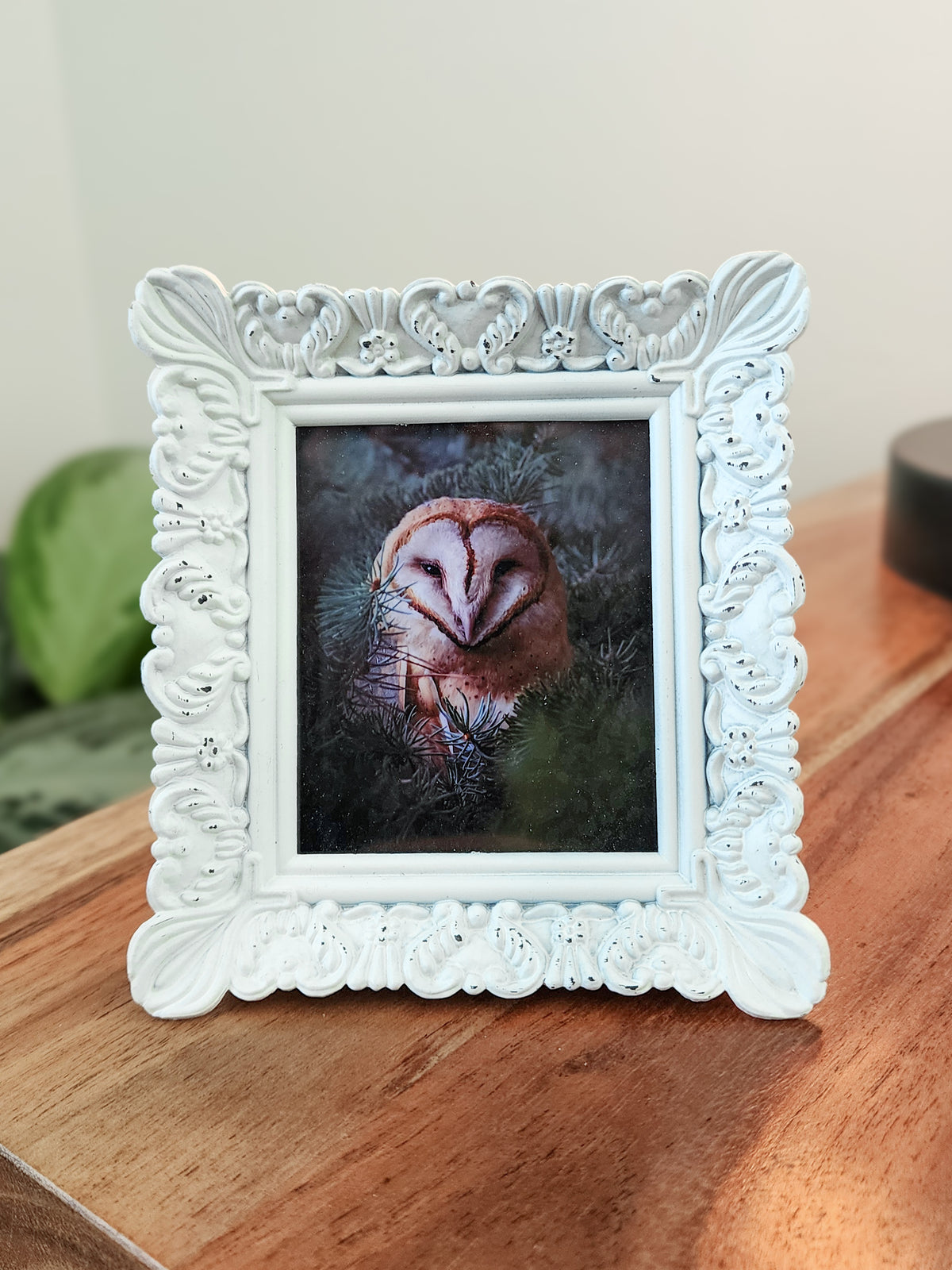 Barn Owl Mini Print