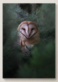 Cozy Barn Owl Print