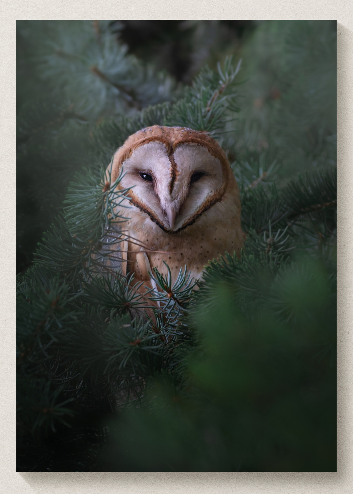 Cozy Barn Owl Print