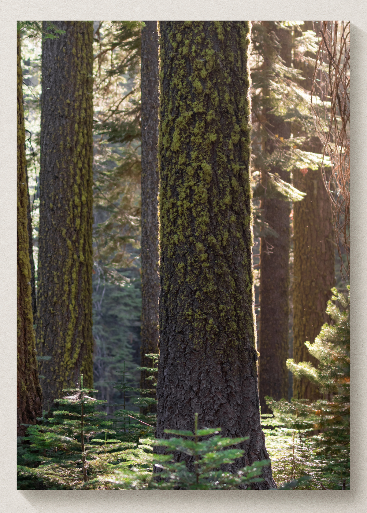 On The Trail Print