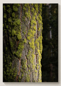Mossy Tree Print