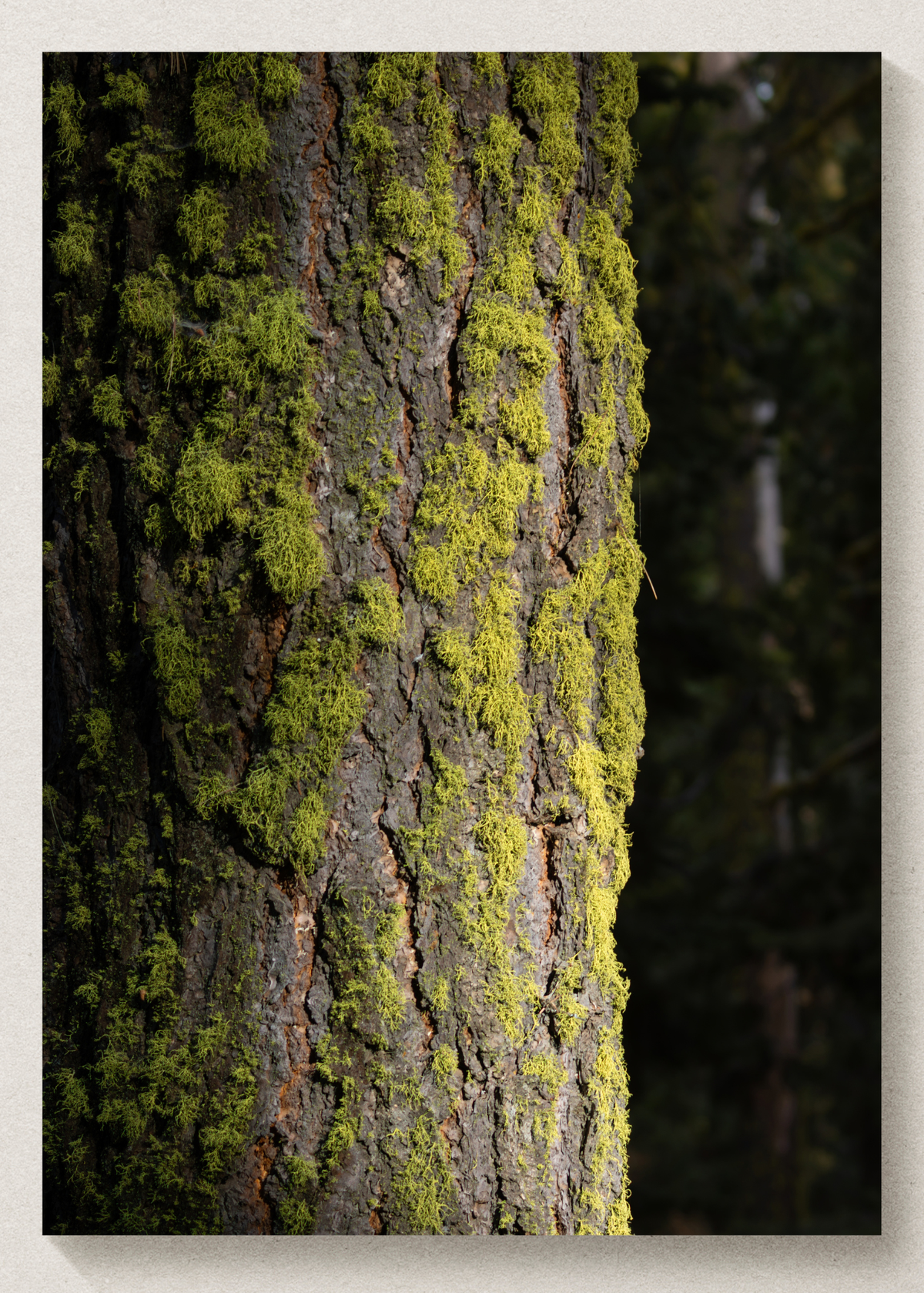 Mossy Tree Print