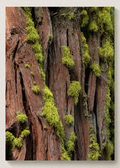 Textures Of Yosemite Print