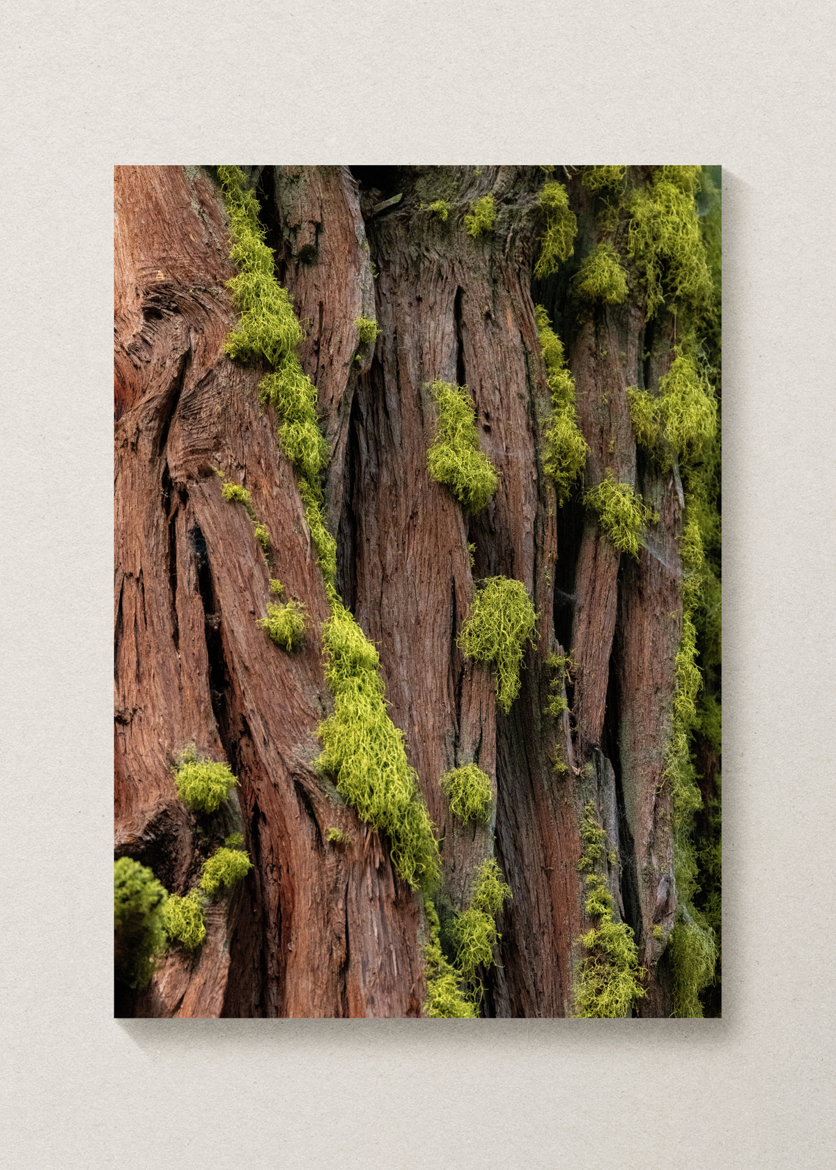 Textures Of Yosemite Print