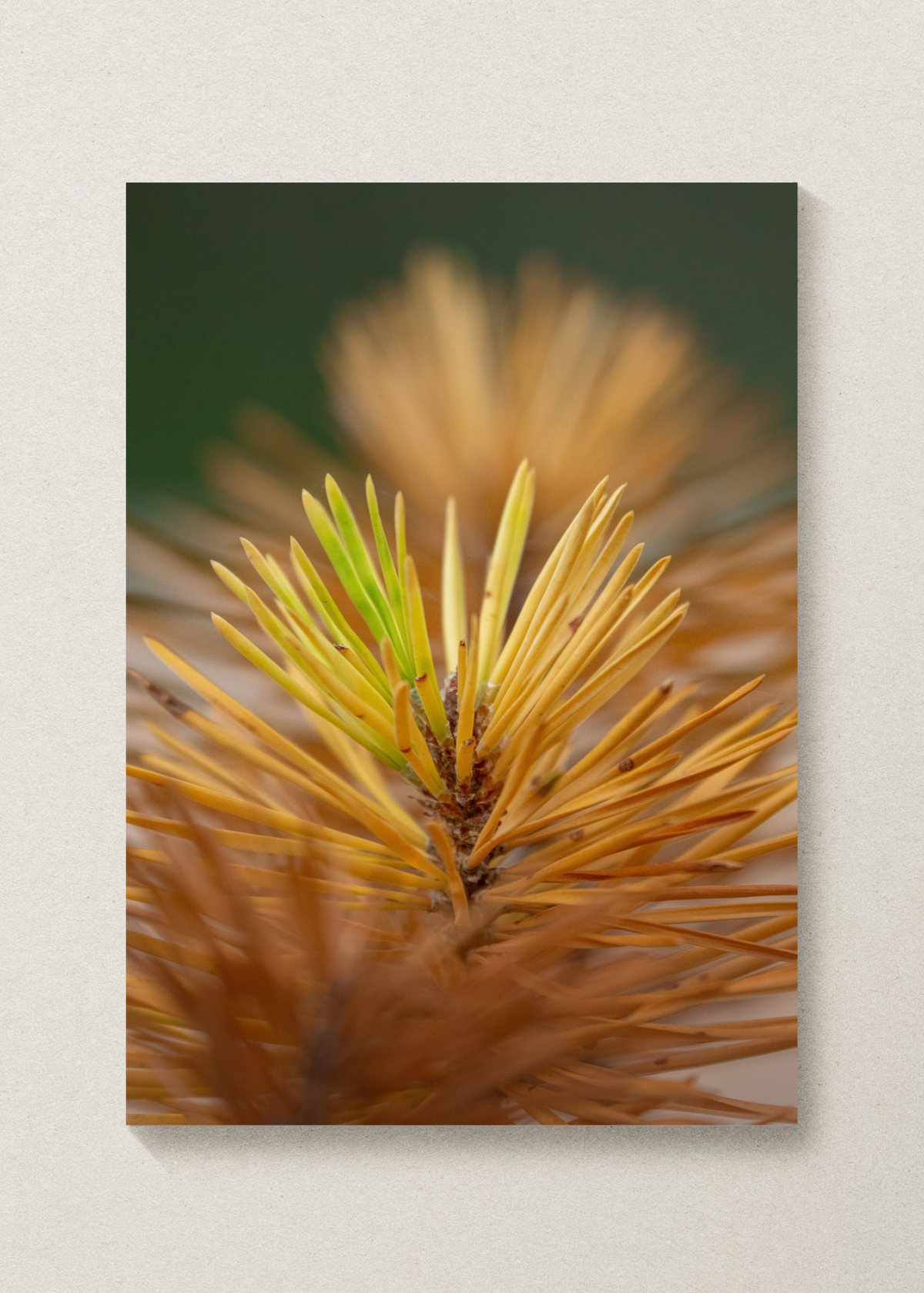Pine Needle Print