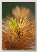 Pine Needle Print