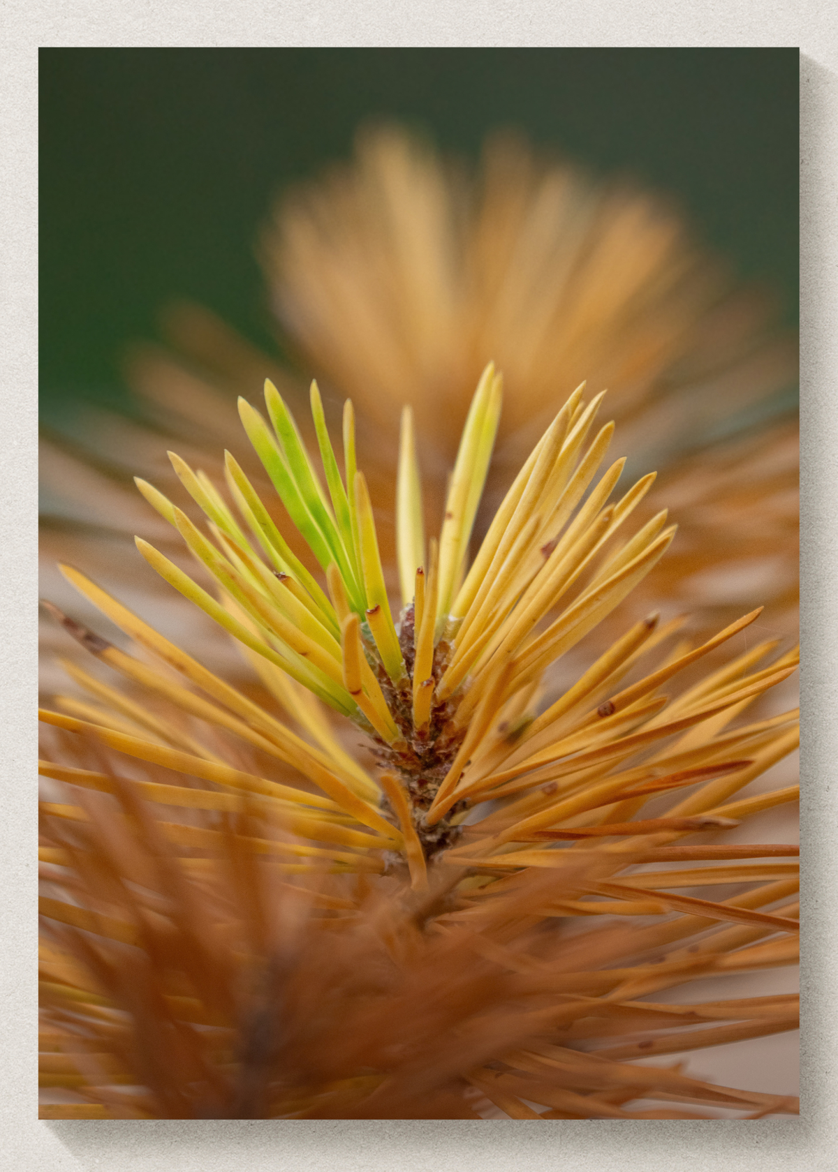 Pine Needle Print
