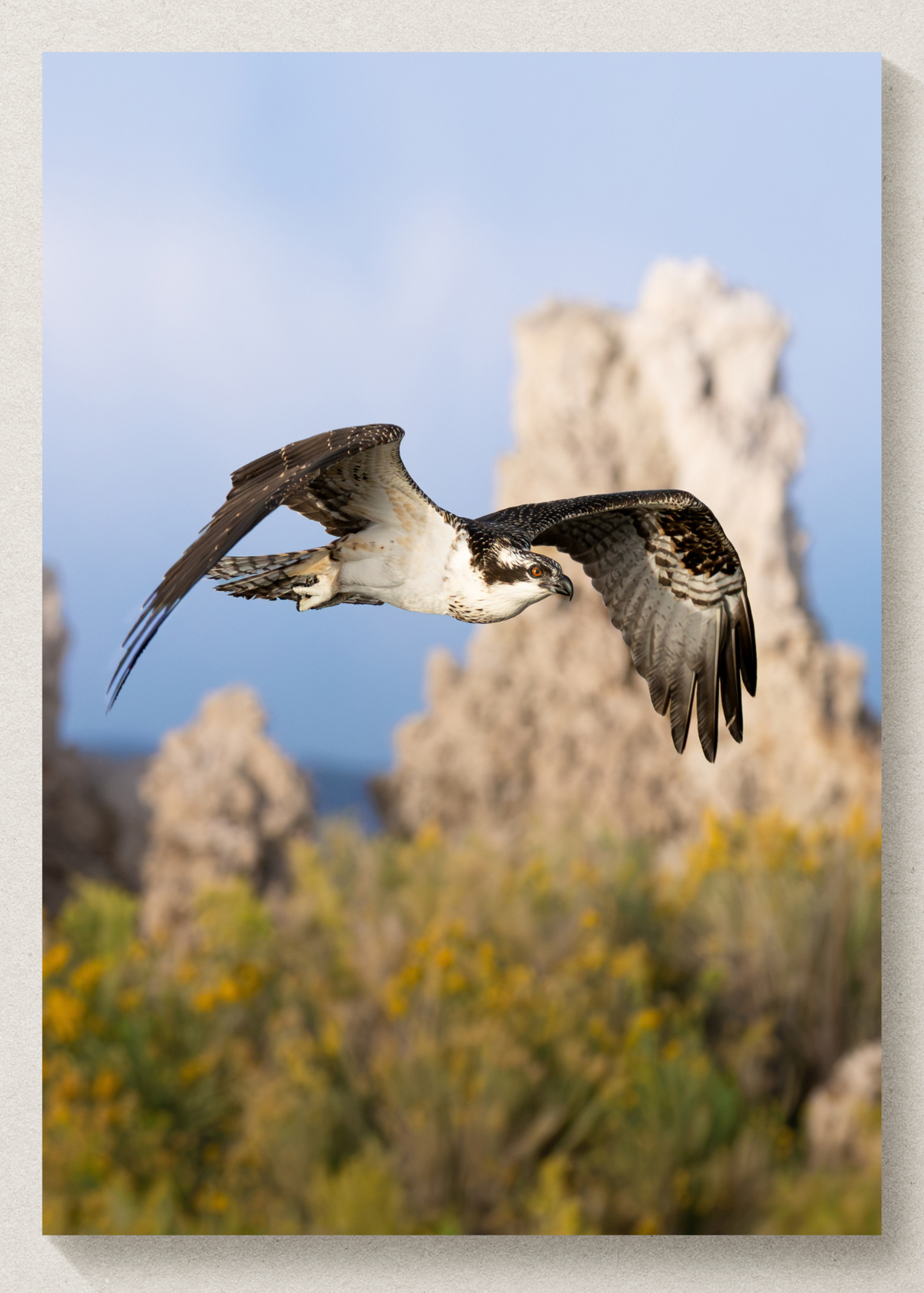 Osprey Print