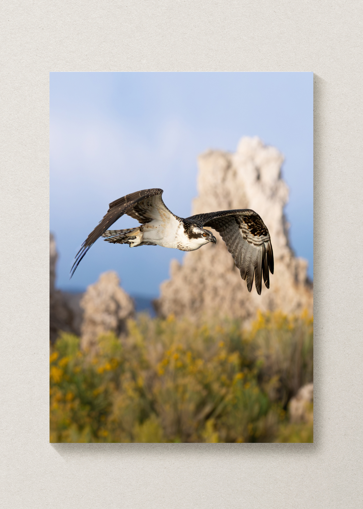 Osprey Print