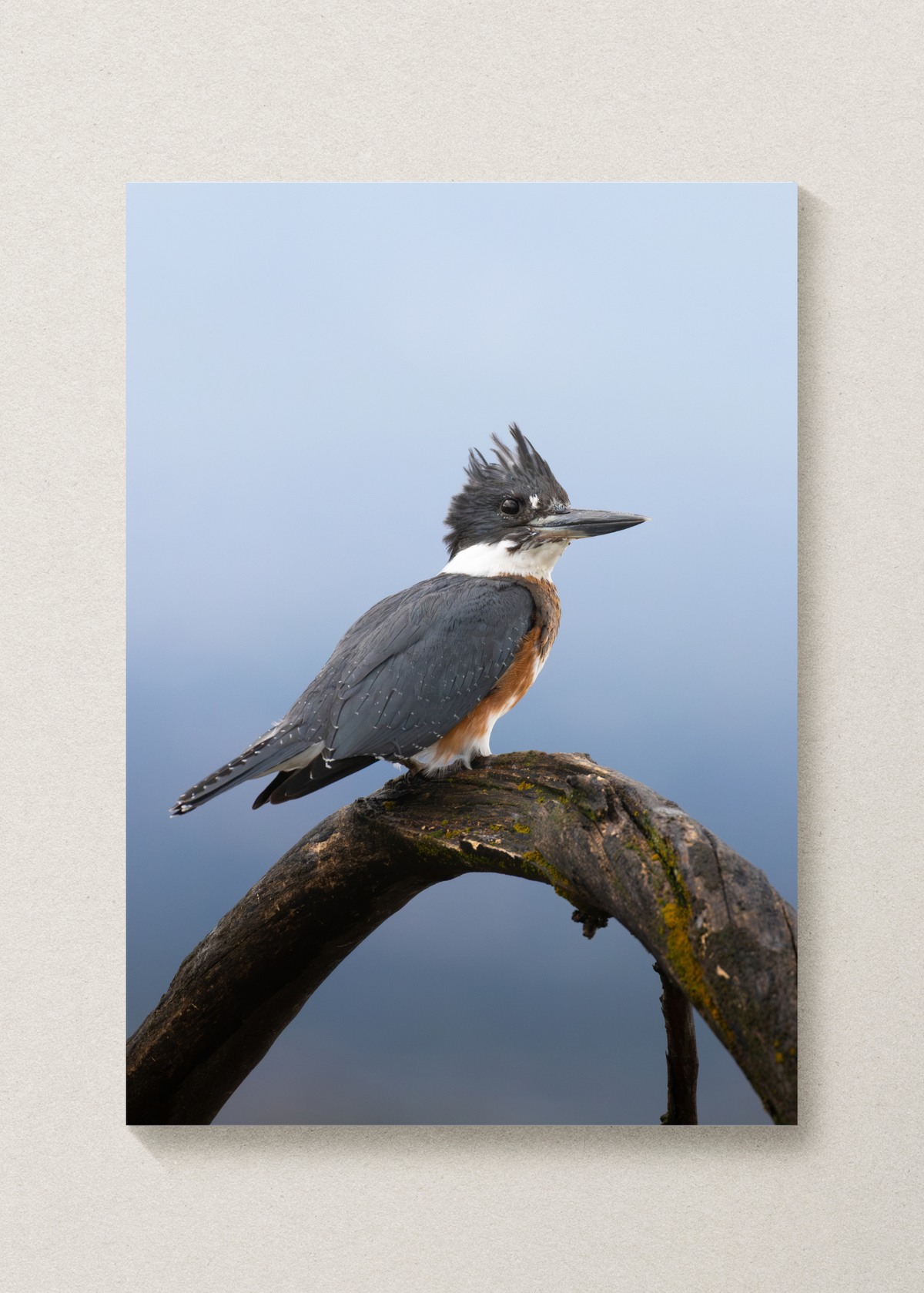 Cutie Kingfisher Print