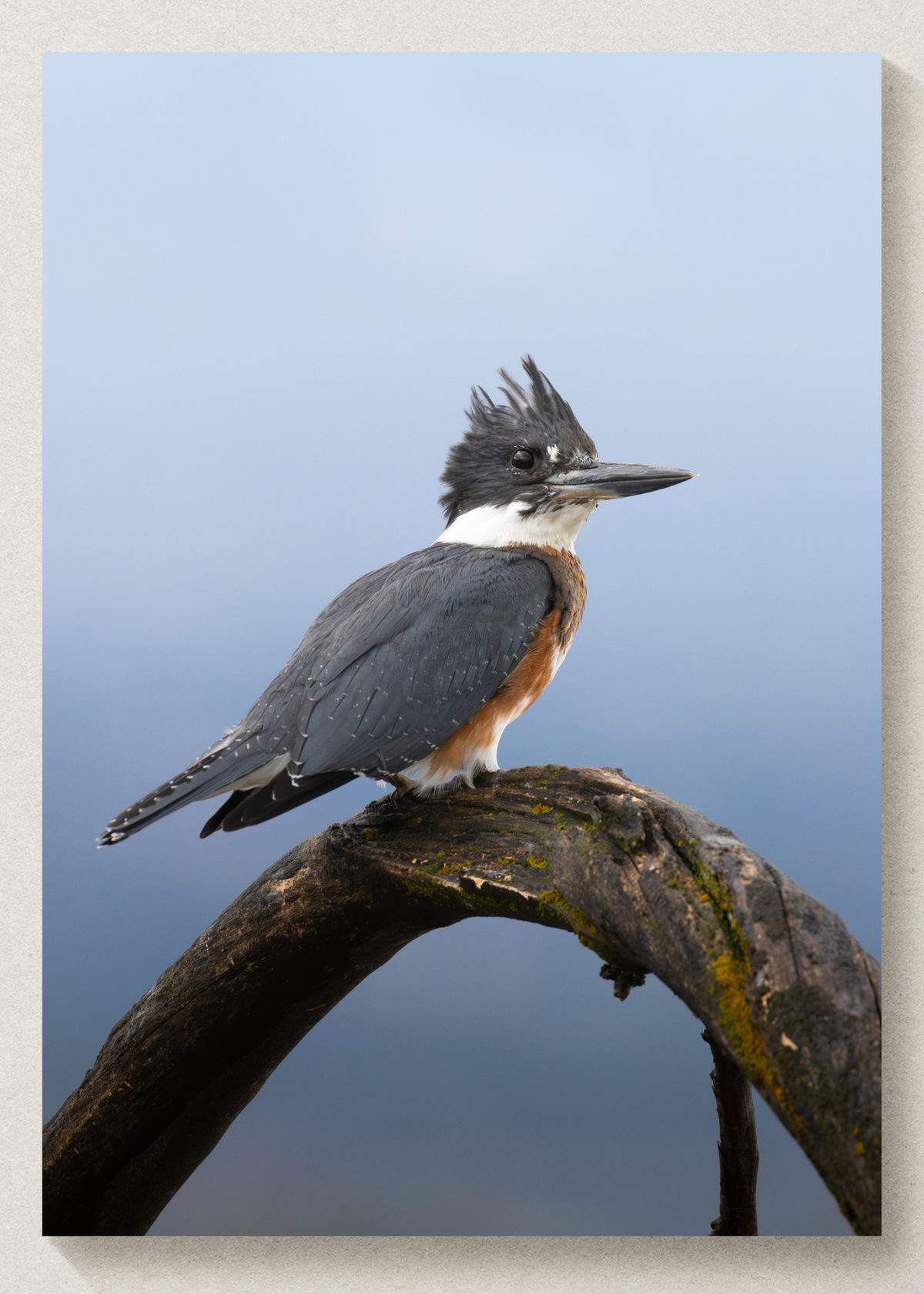 Cutie Kingfisher Print
