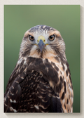 Swainsons Hawk Portrait Print