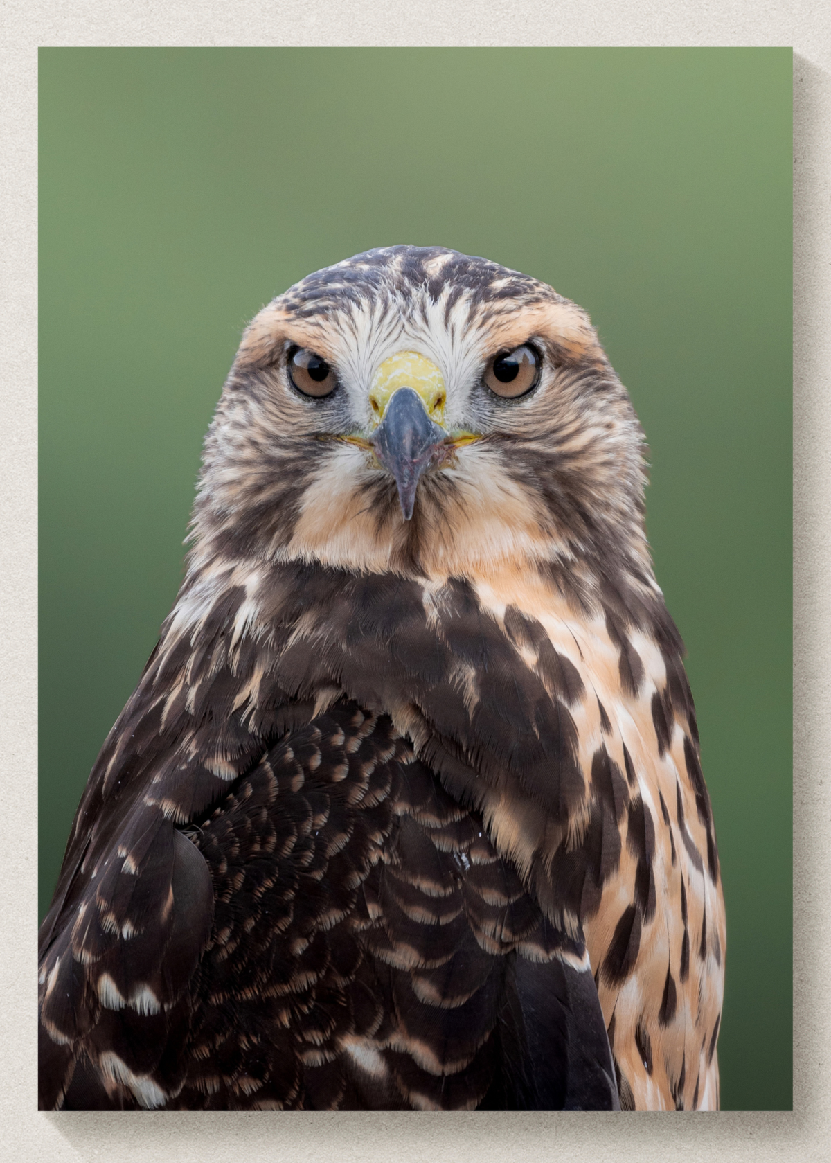 Swainsons Hawk Portrait Print