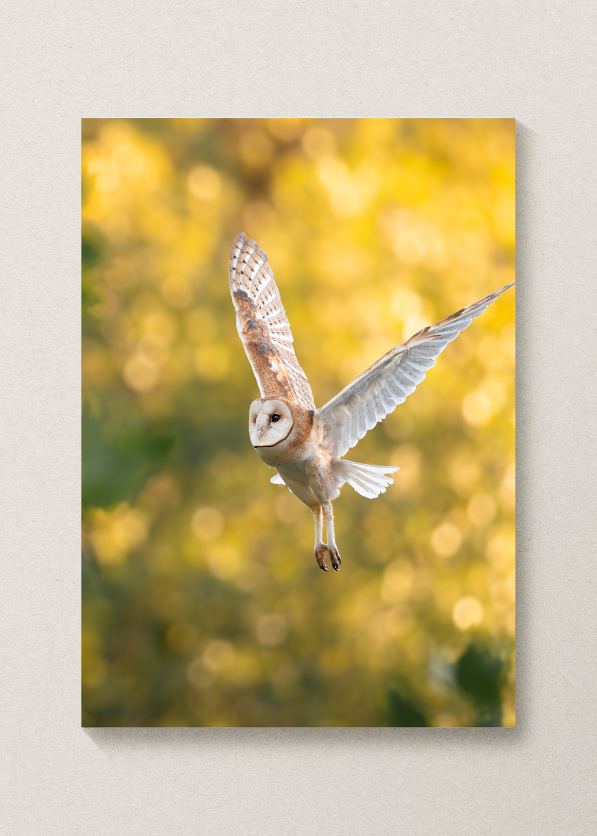 "Golden" Barn Owl Print
