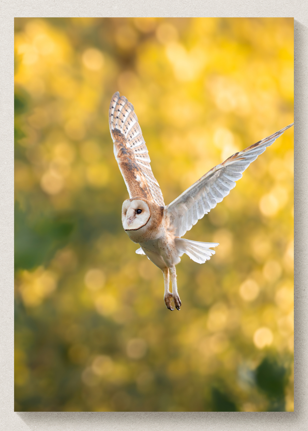 "Golden" Barn Owl Print