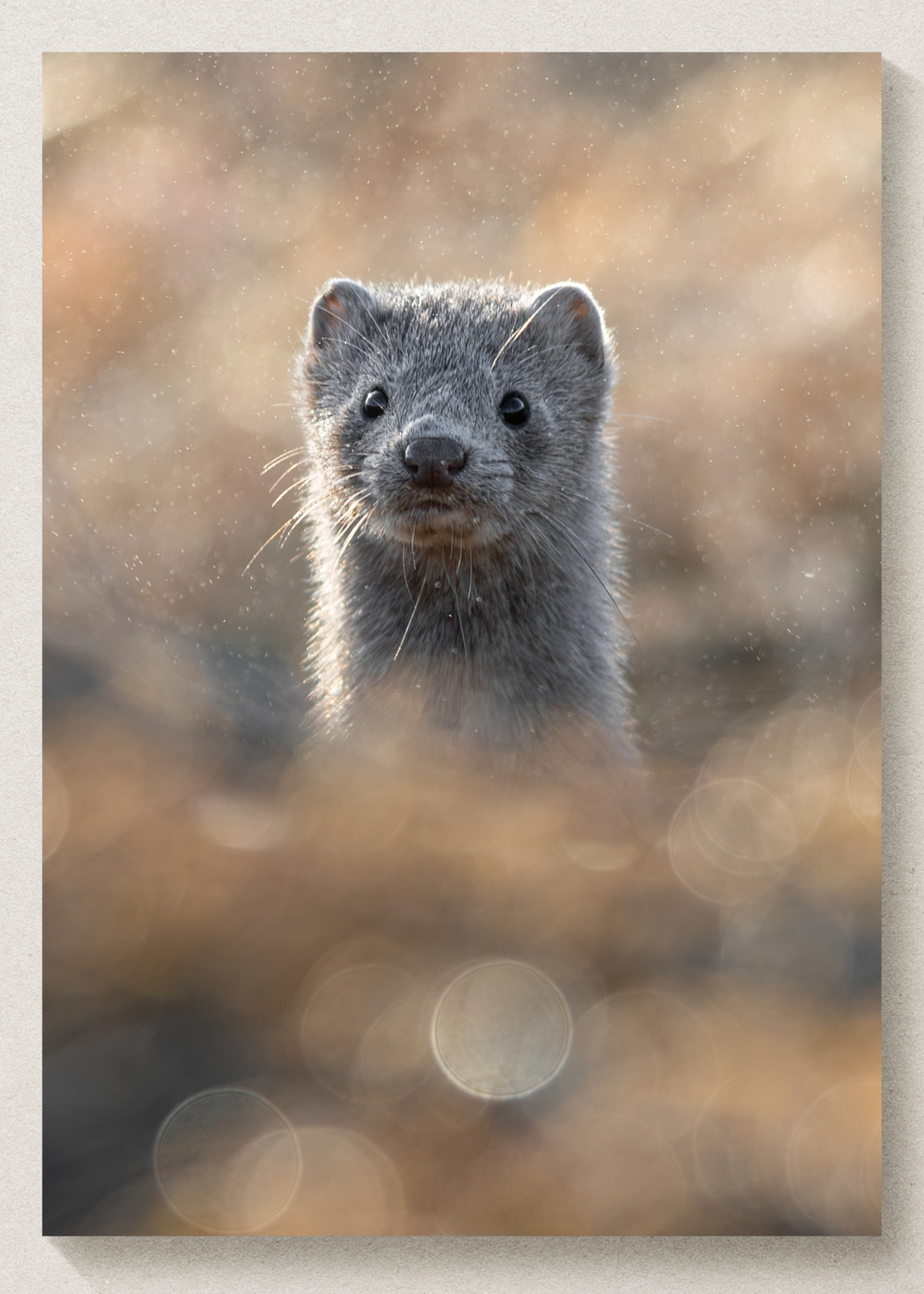 Mink Portrait Print