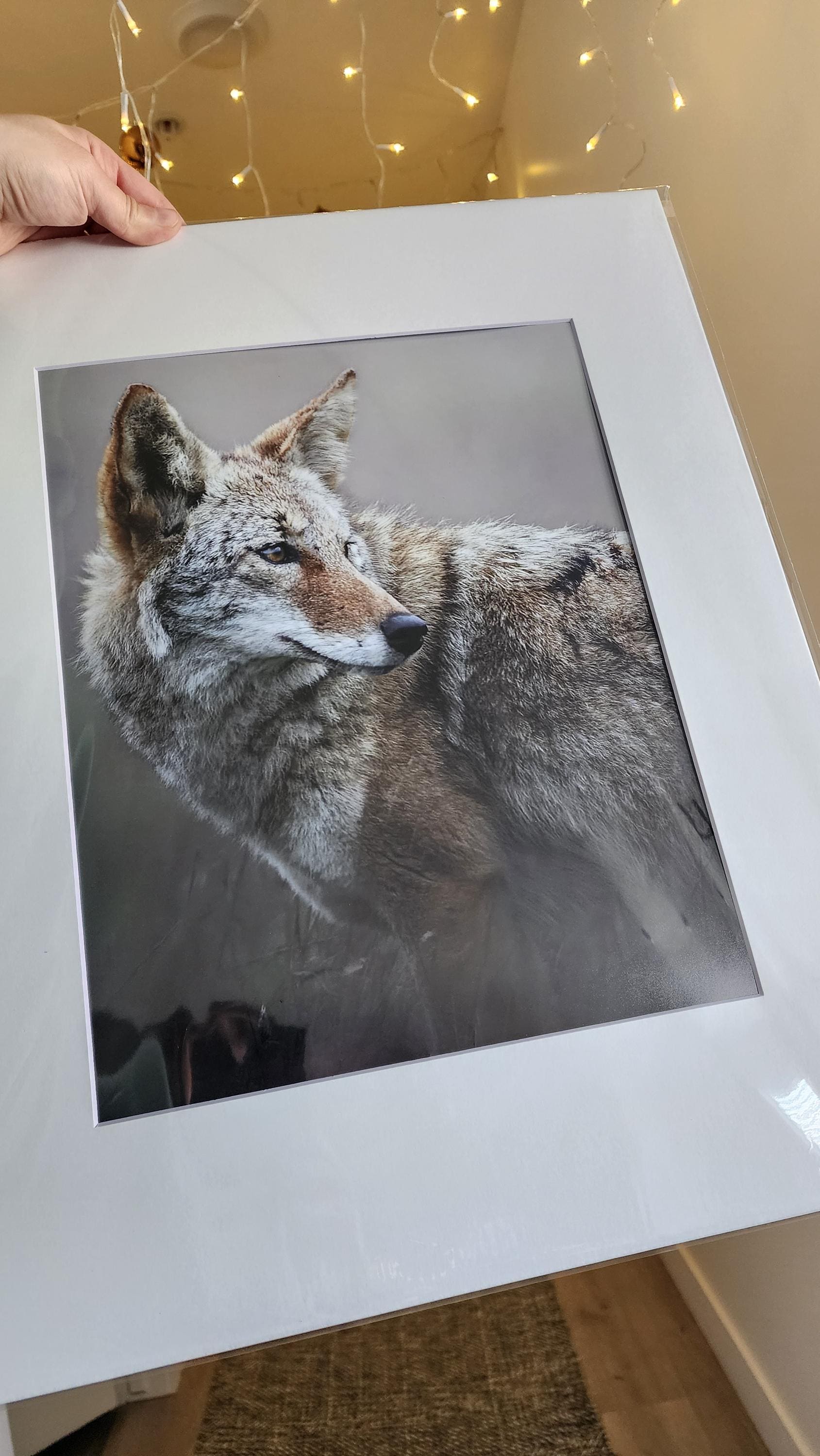 Coyote Portrait Fine Art Print