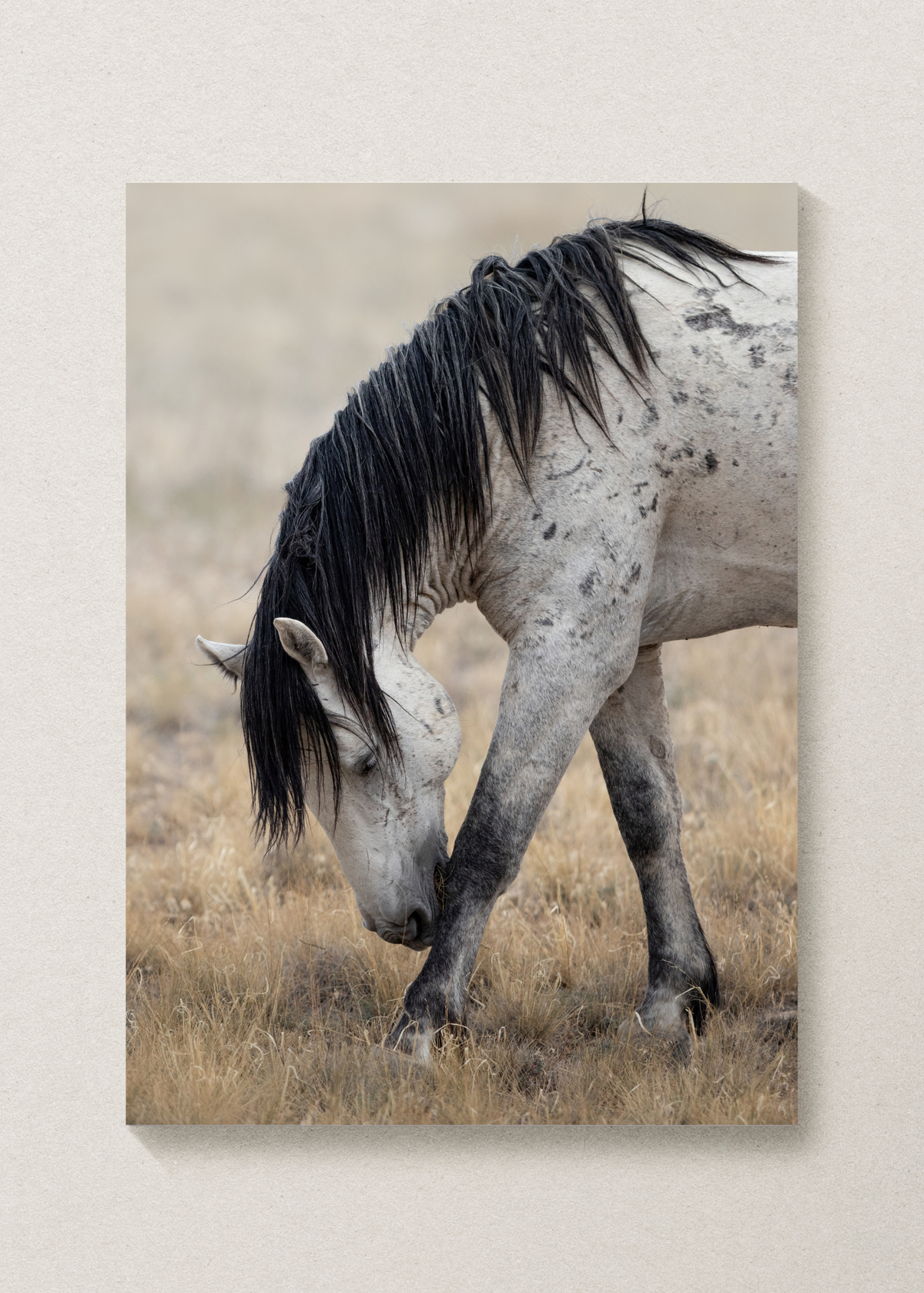 Wild Mustang Print