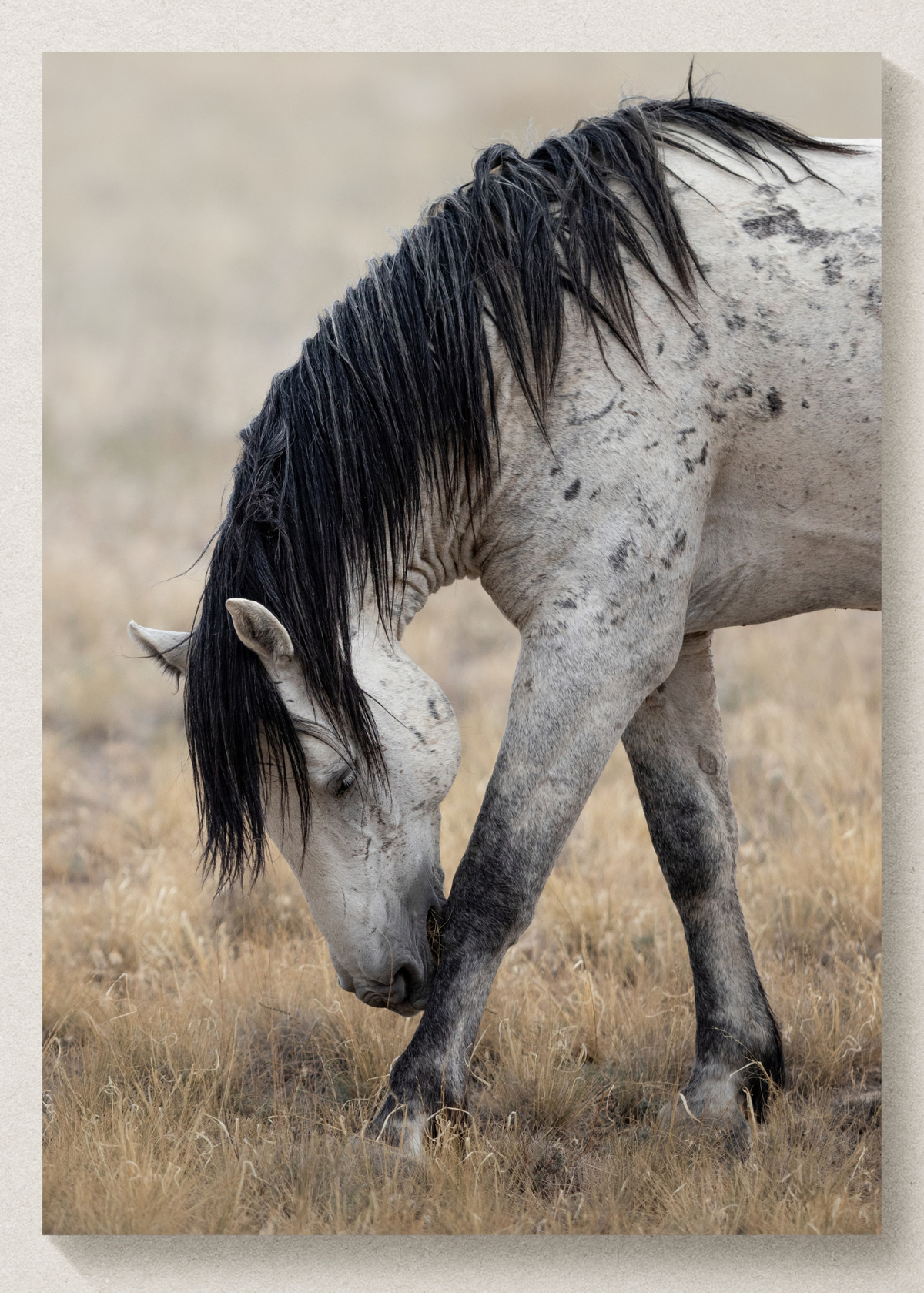 Wild Mustang Print