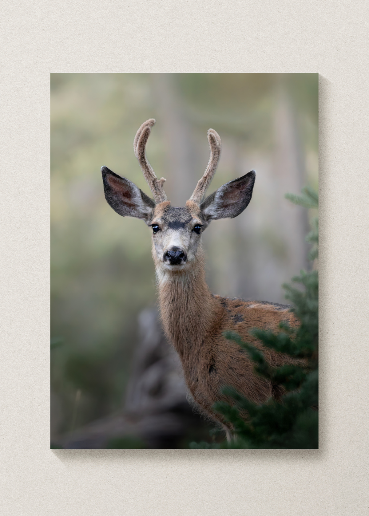 Deer Print