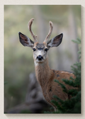Deer Print