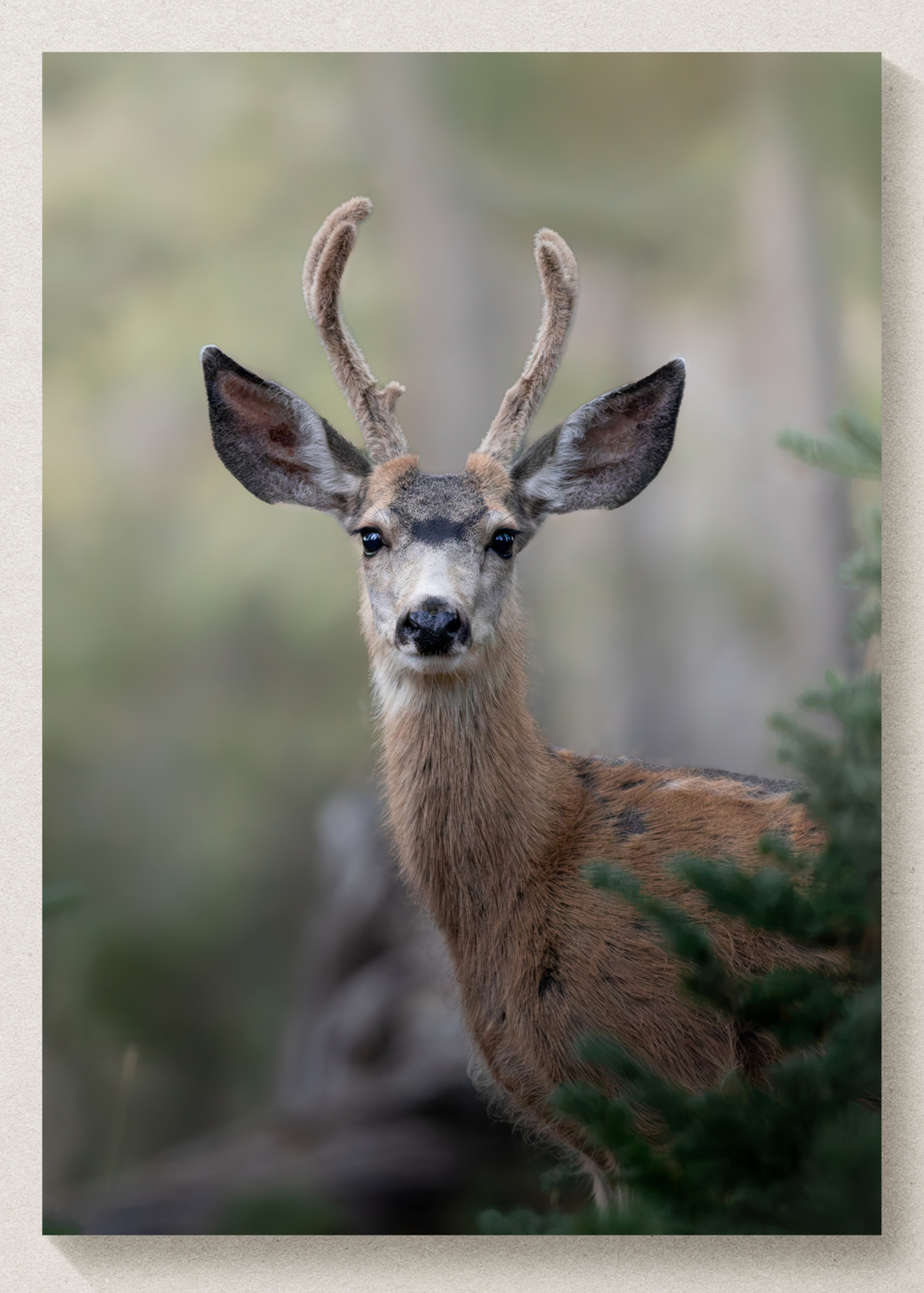 Deer Print