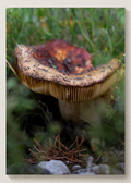 Mushroom Print