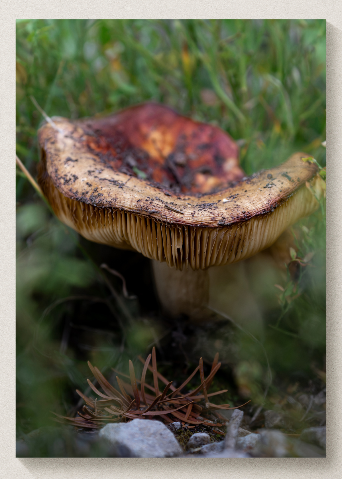 Mushroom Print