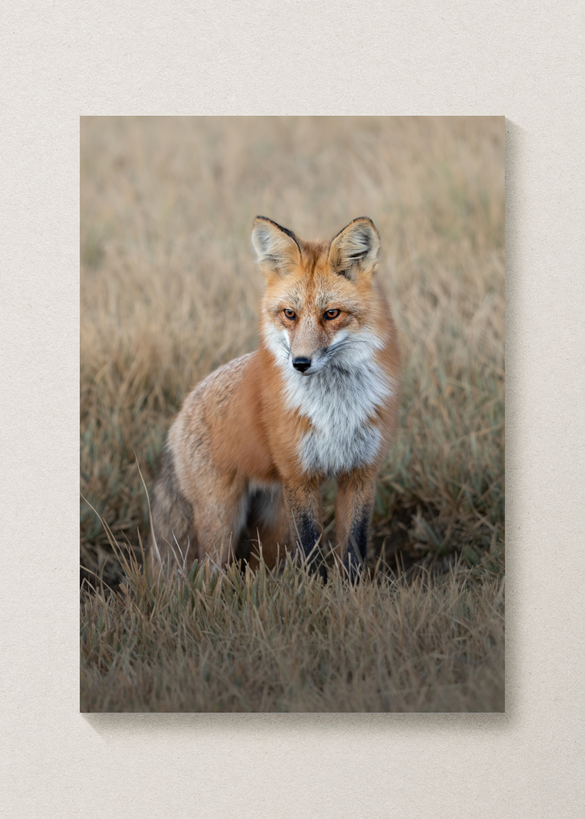 Fall Fox Print