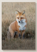 Fall Fox Print