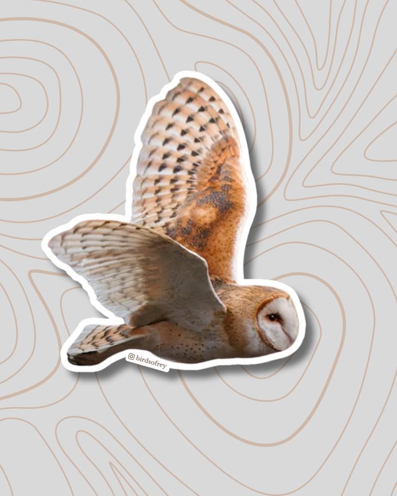 Barn Owl In Flight Sticker
