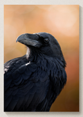 October Raven Print