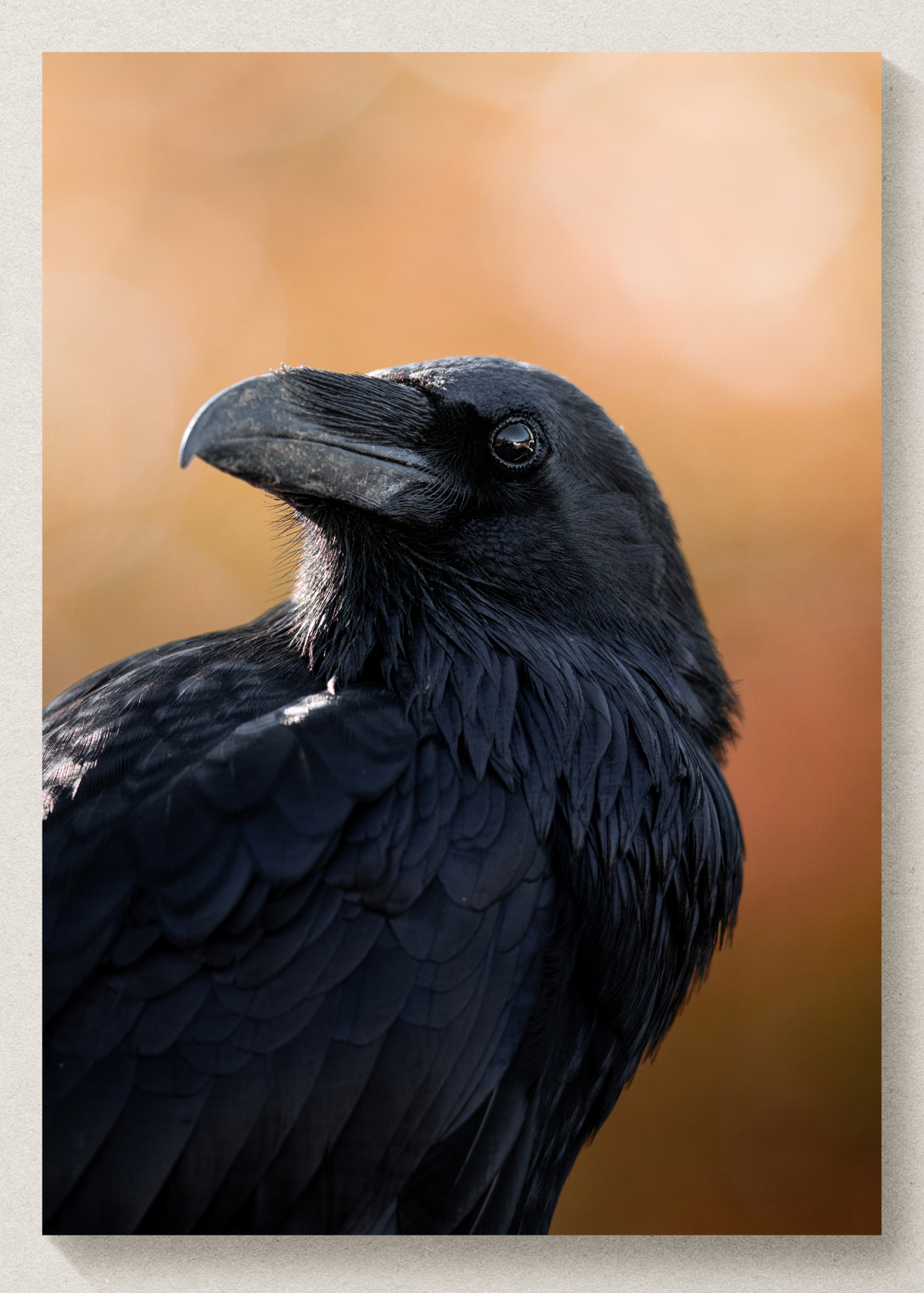 October Raven Print