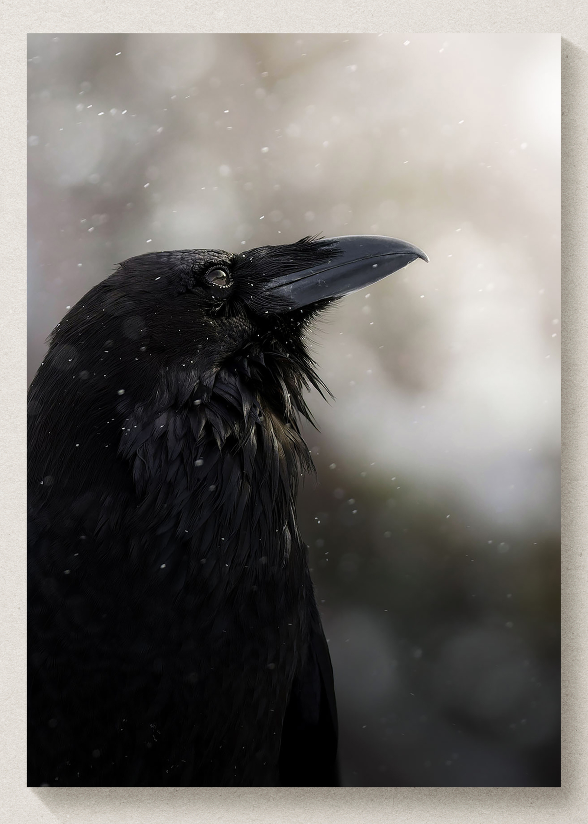 Wild Raven Print