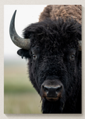 Bison Portrait Print