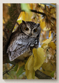 Western Screech Owl Print