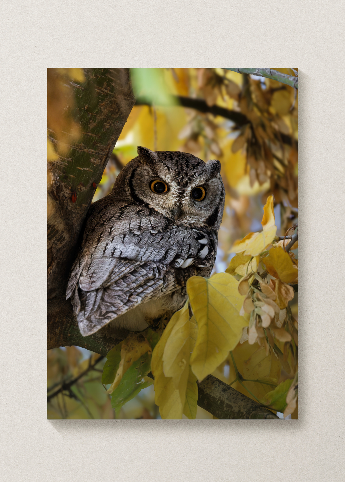 Western Screech Owl Print