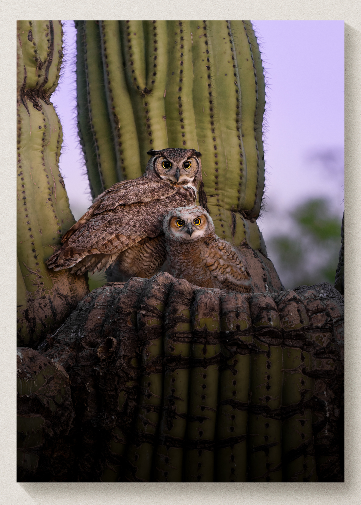 Great Horned Owl Mama & Baby Print