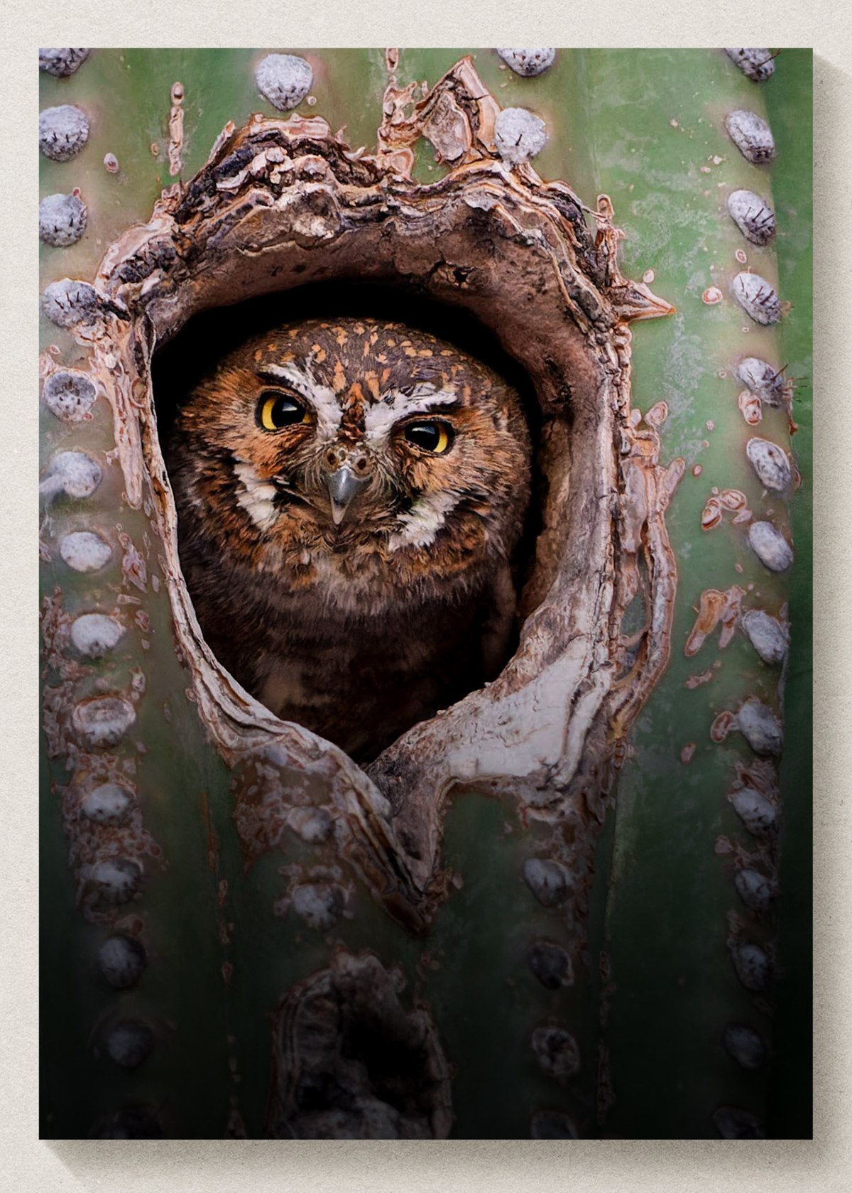 Elf Owl Print