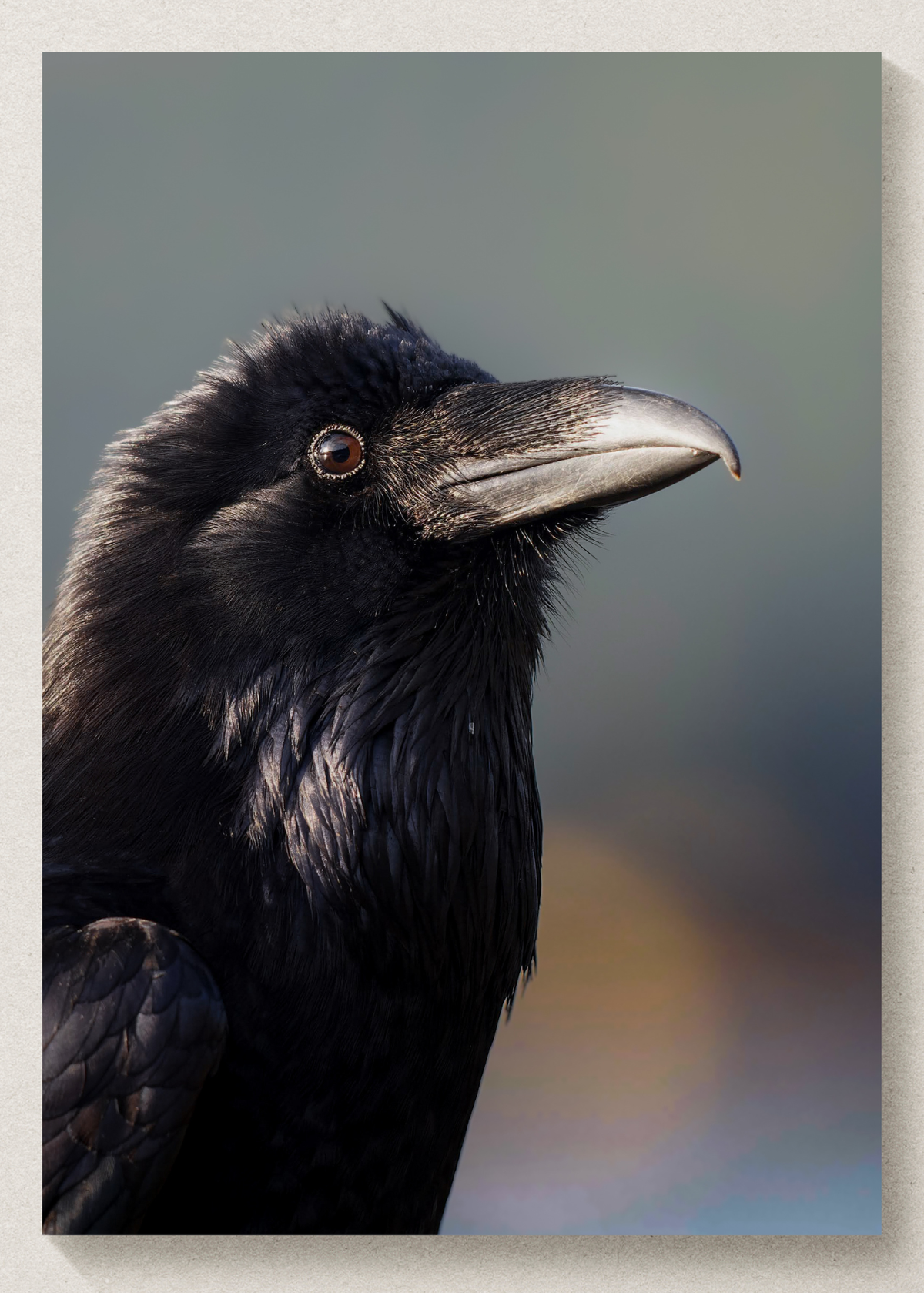 PNW Raven Print