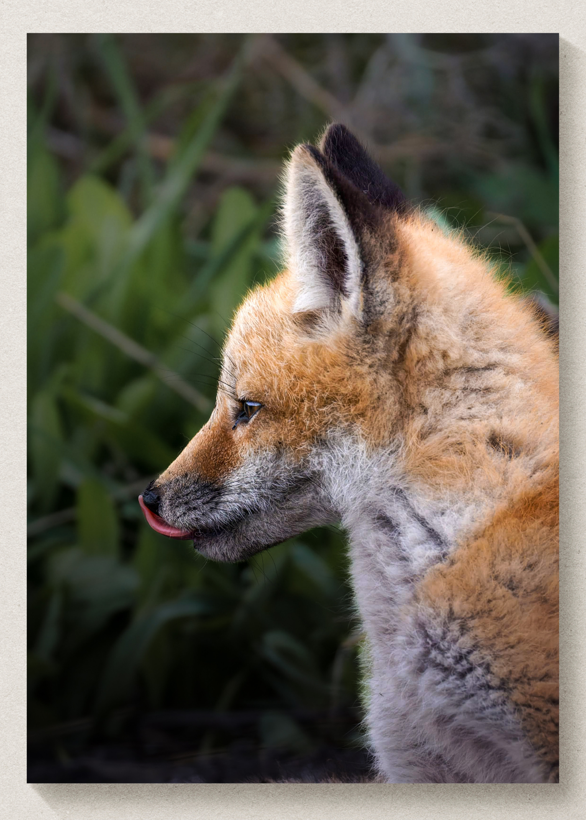 Fox Kit Print