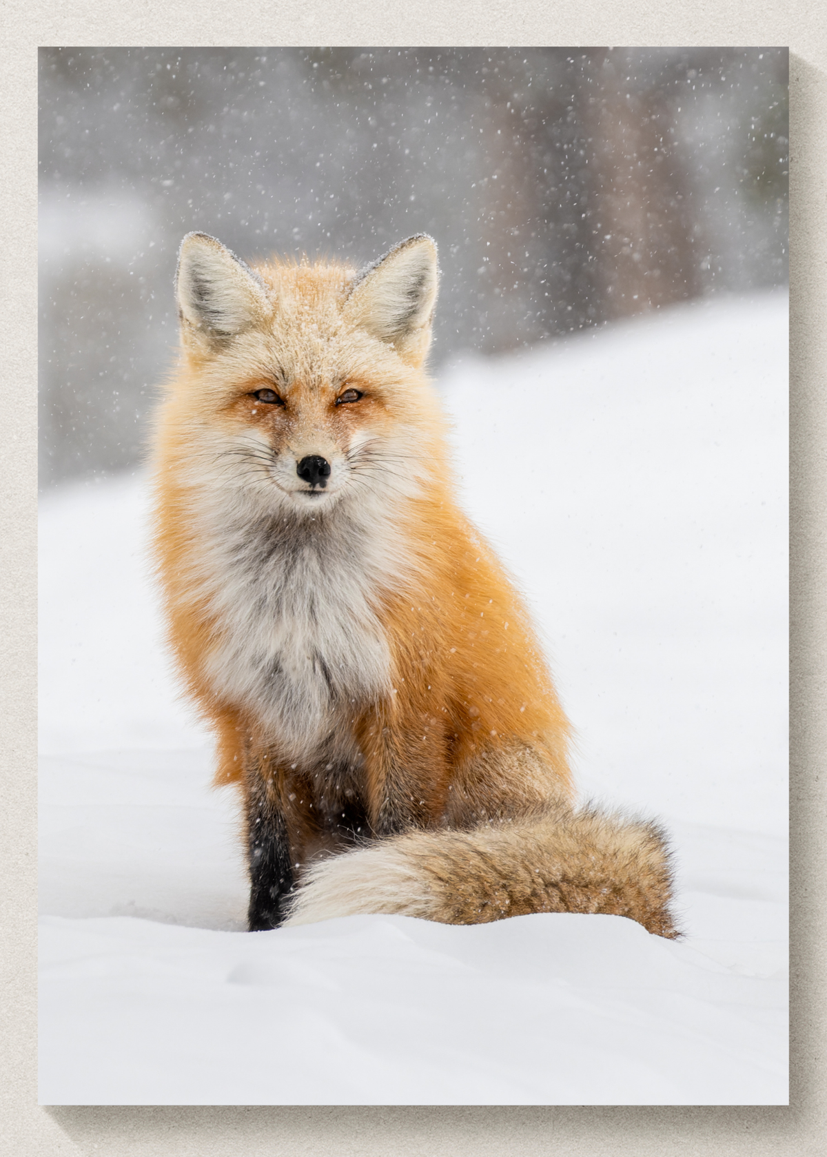 Snowy Fox Print