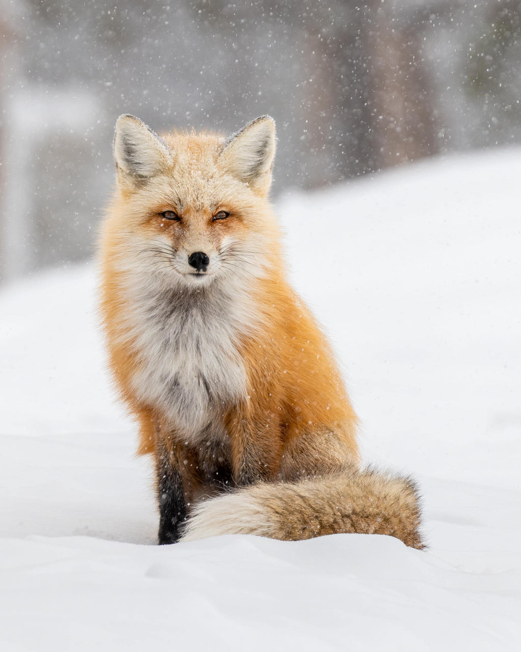 Snowy Fox Fine Art Print