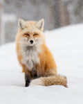 Snowy Fox Fine Art Print