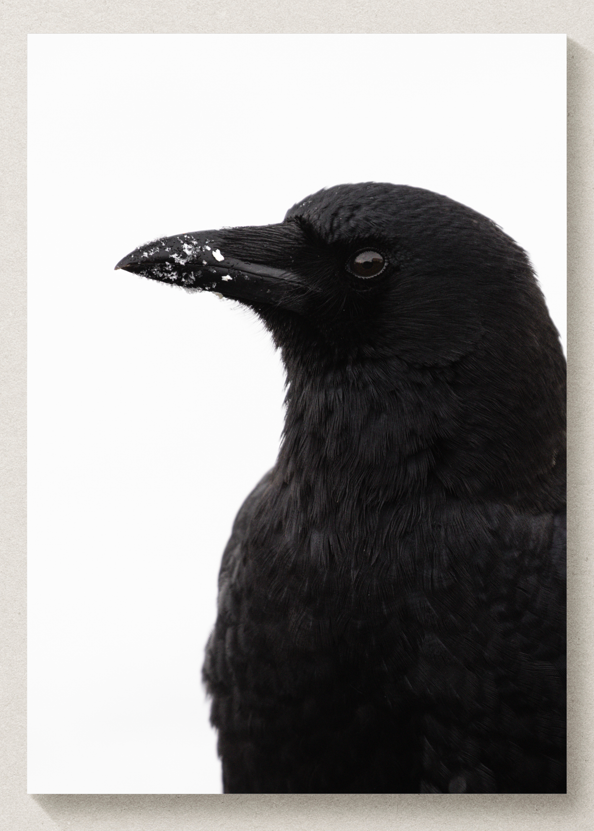 Crow in the Snow Print