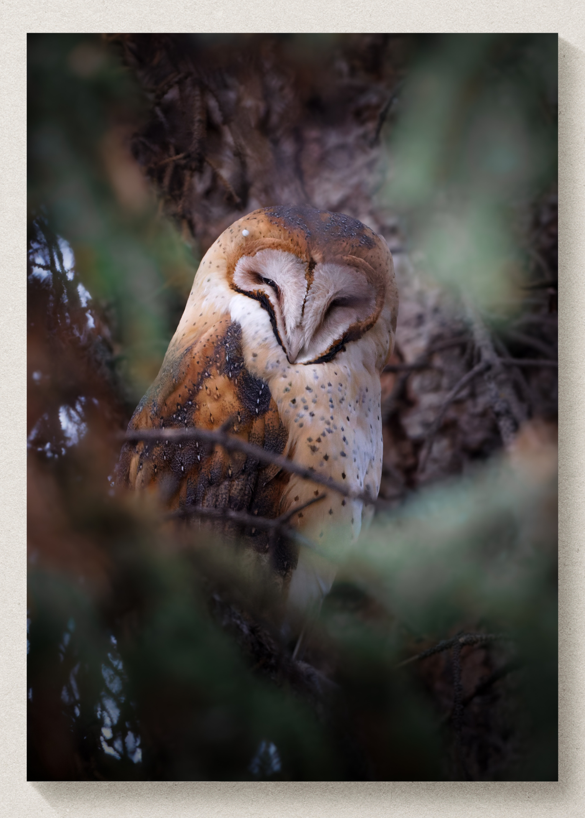 Barn Owl Cozy Print