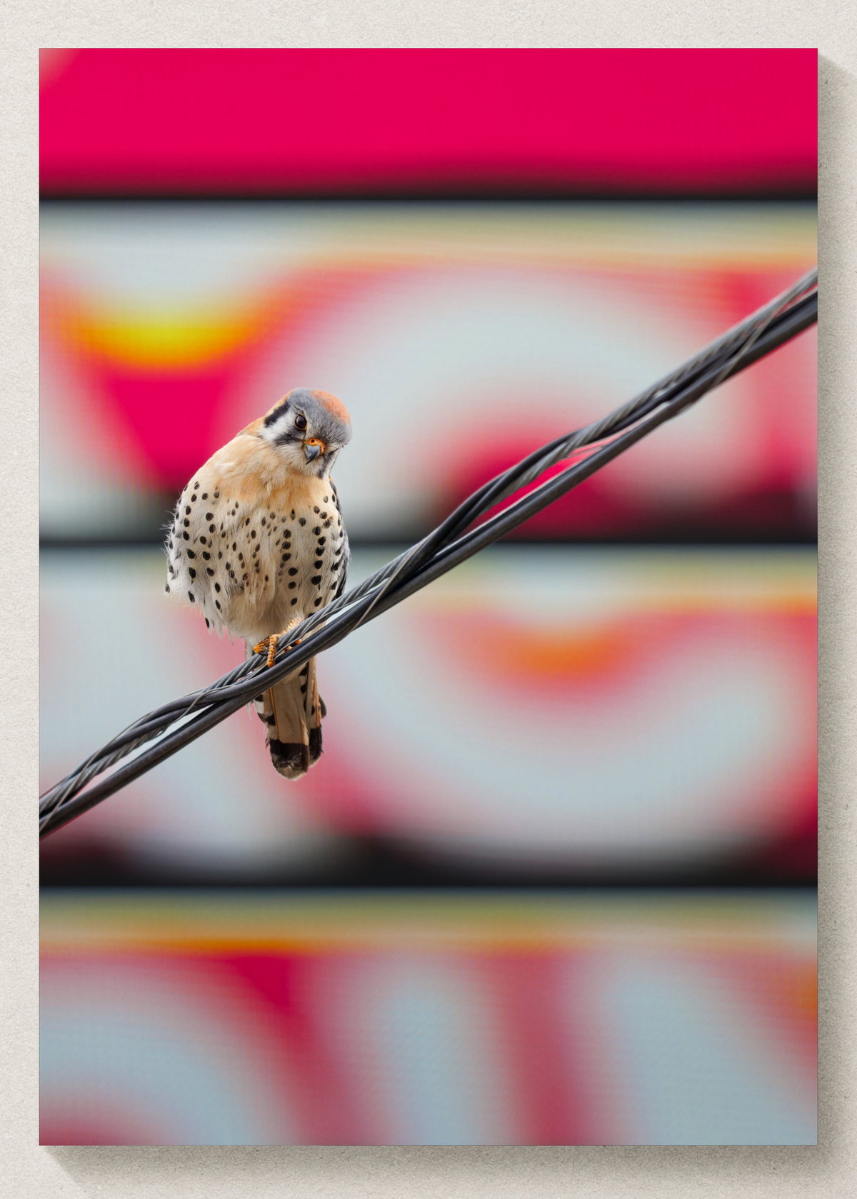 American Kestrel Billboard Print
